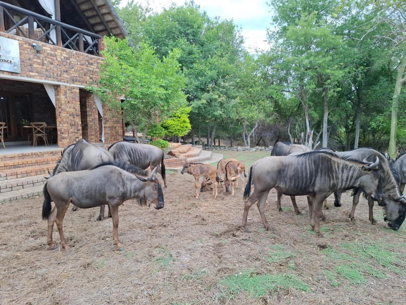 Kruger Riverside Lodge - No Load-Shedding Marloth Park Exteriér fotografie