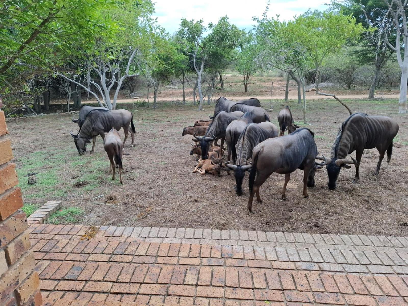 Kruger Riverside Lodge - No Load-Shedding Marloth Park Exteriér fotografie