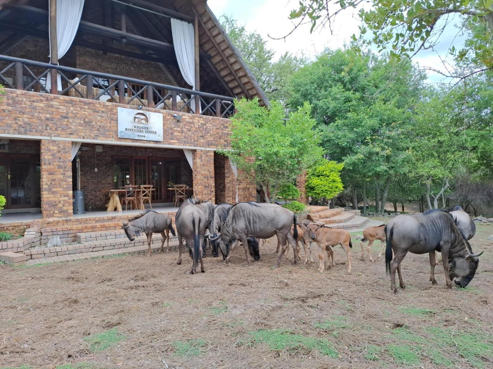 Kruger Riverside Lodge - No Load-Shedding Marloth Park Exteriér fotografie