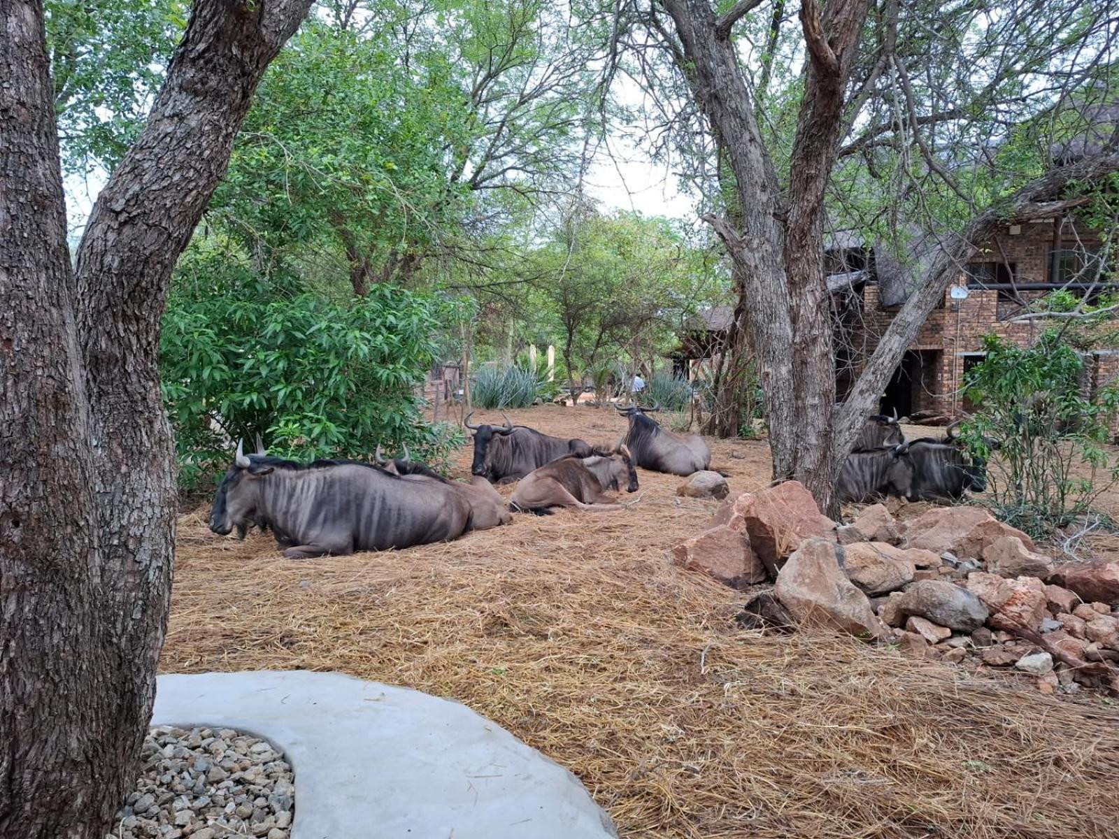 Kruger Riverside Lodge - No Load-Shedding Marloth Park Exteriér fotografie