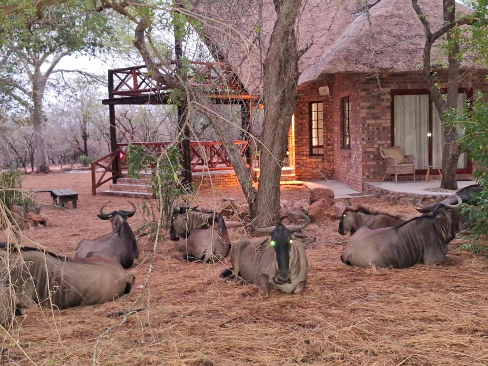 Kruger Riverside Lodge - No Load-Shedding Marloth Park Exteriér fotografie