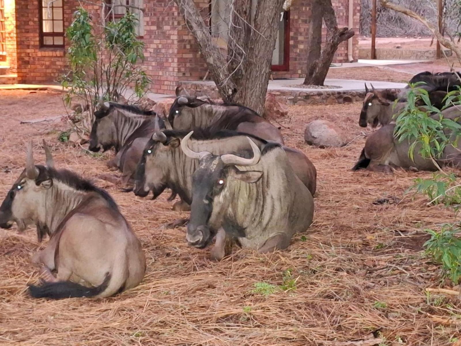 Kruger Riverside Lodge - No Load-Shedding Marloth Park Exteriér fotografie