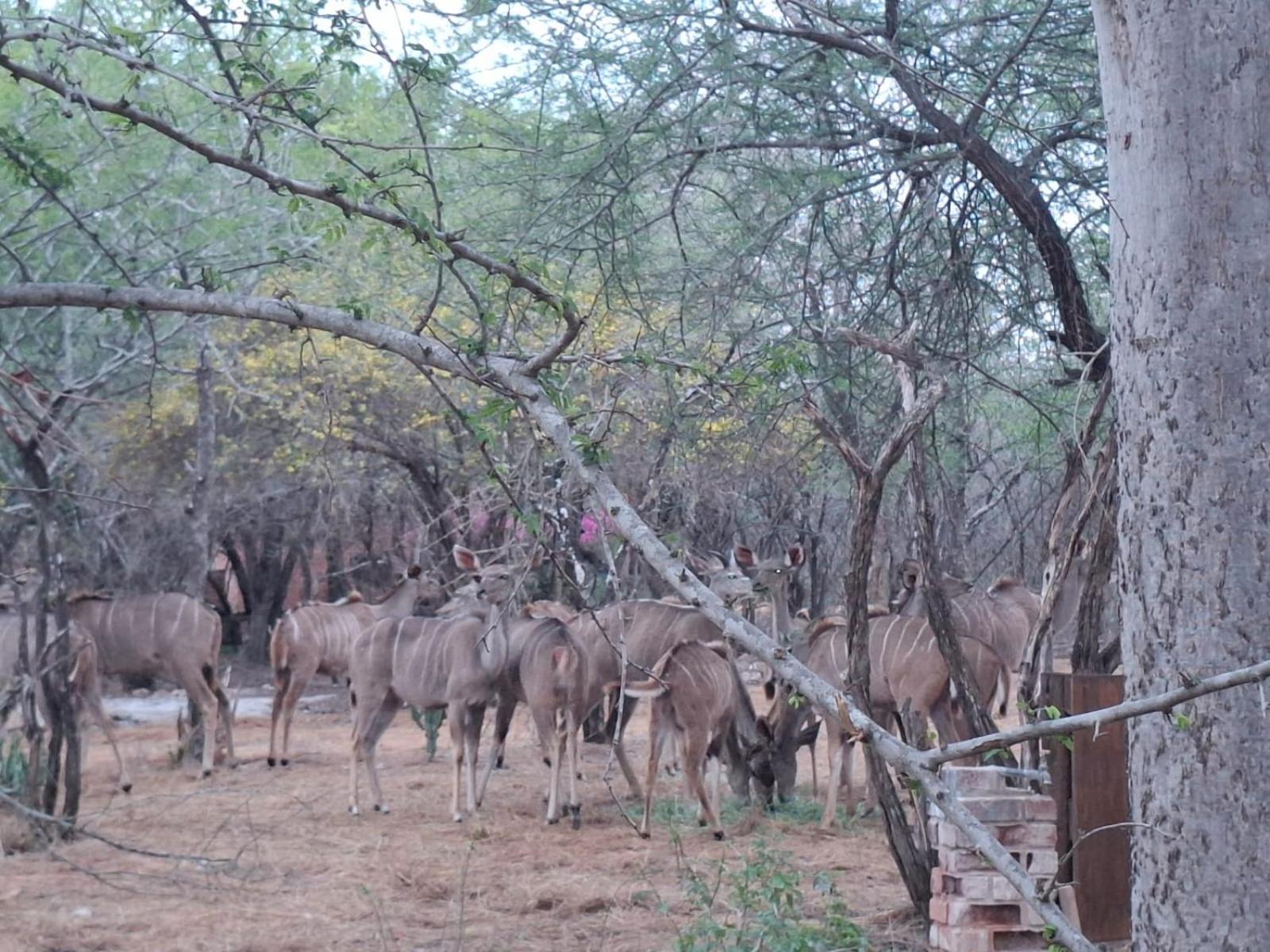 Kruger Riverside Lodge - No Load-Shedding Marloth Park Exteriér fotografie