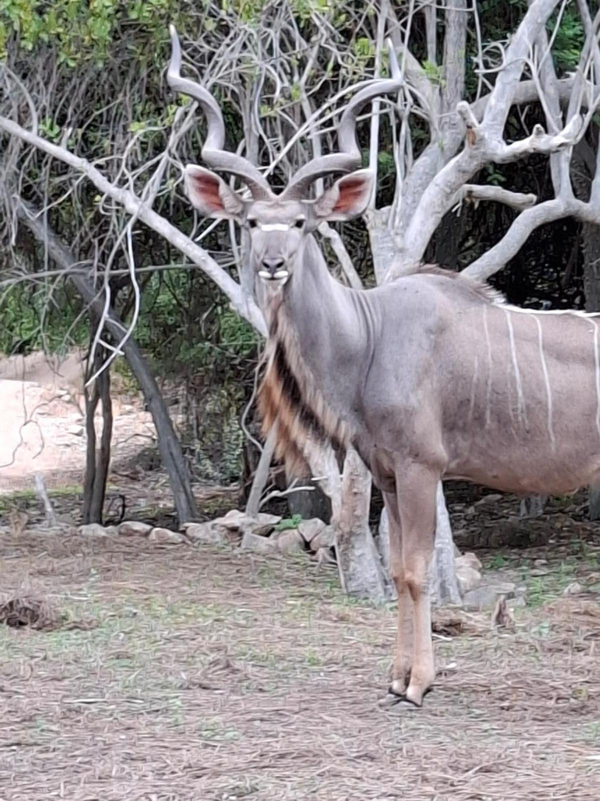 Kruger Riverside Lodge - No Load-Shedding Marloth Park Exteriér fotografie