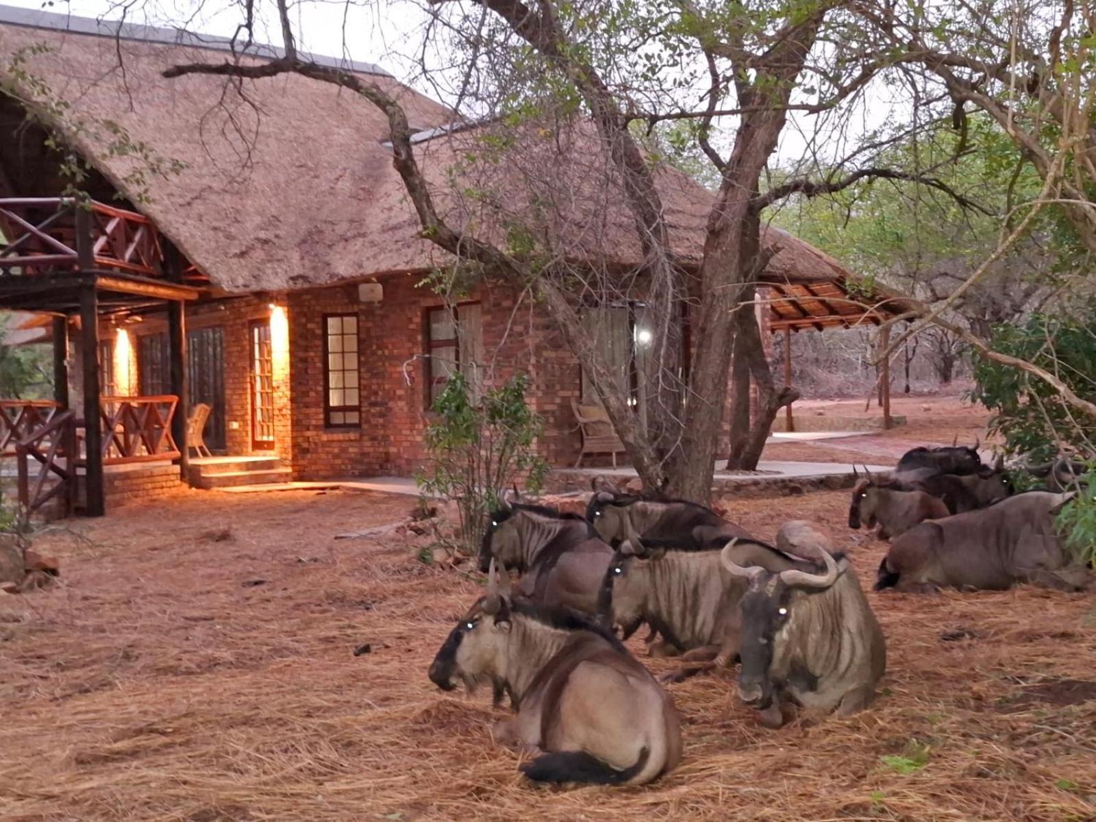 Kruger Riverside Lodge - No Load-Shedding Marloth Park Exteriér fotografie
