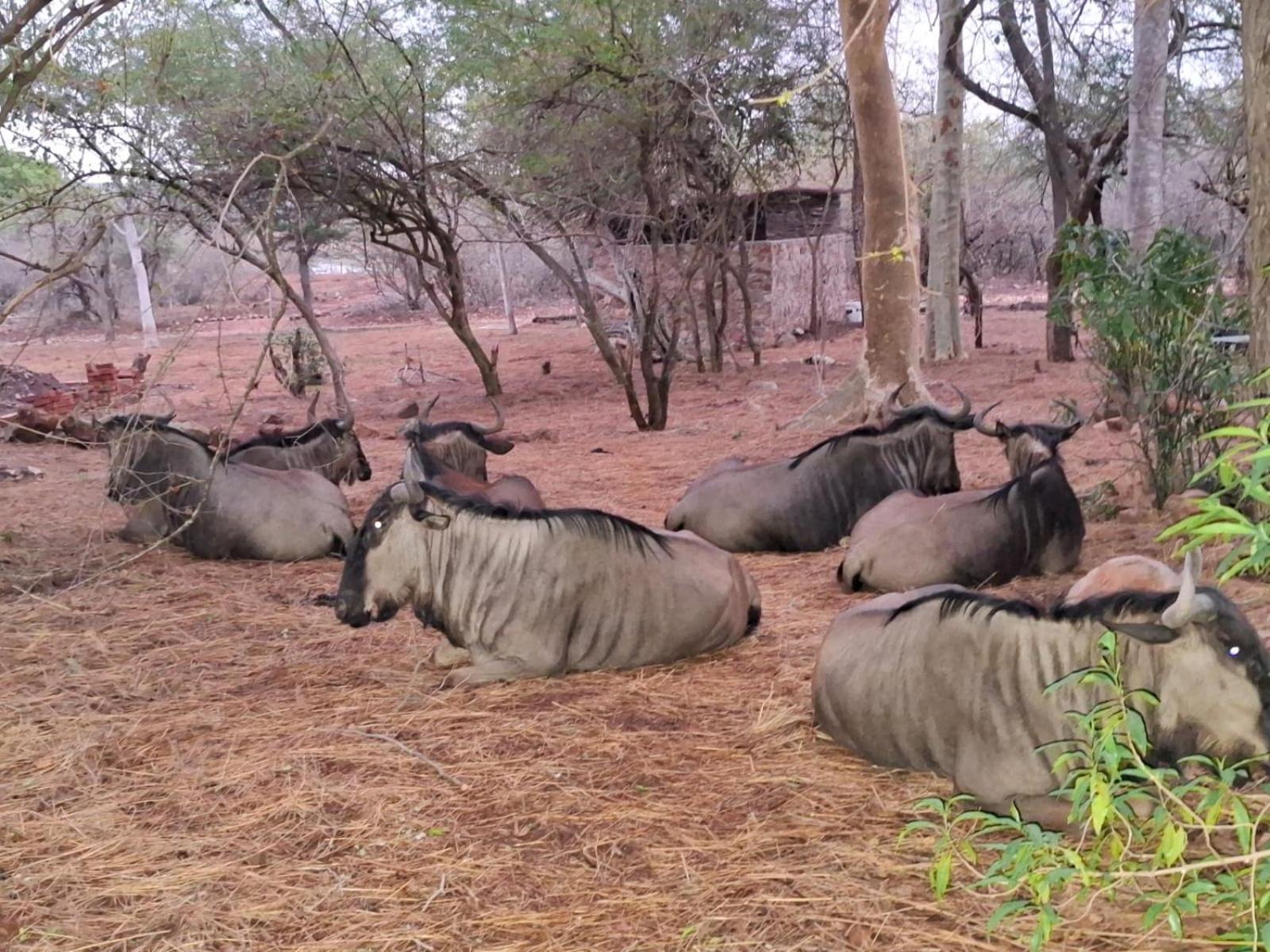 Kruger Riverside Lodge - No Load-Shedding Marloth Park Exteriér fotografie