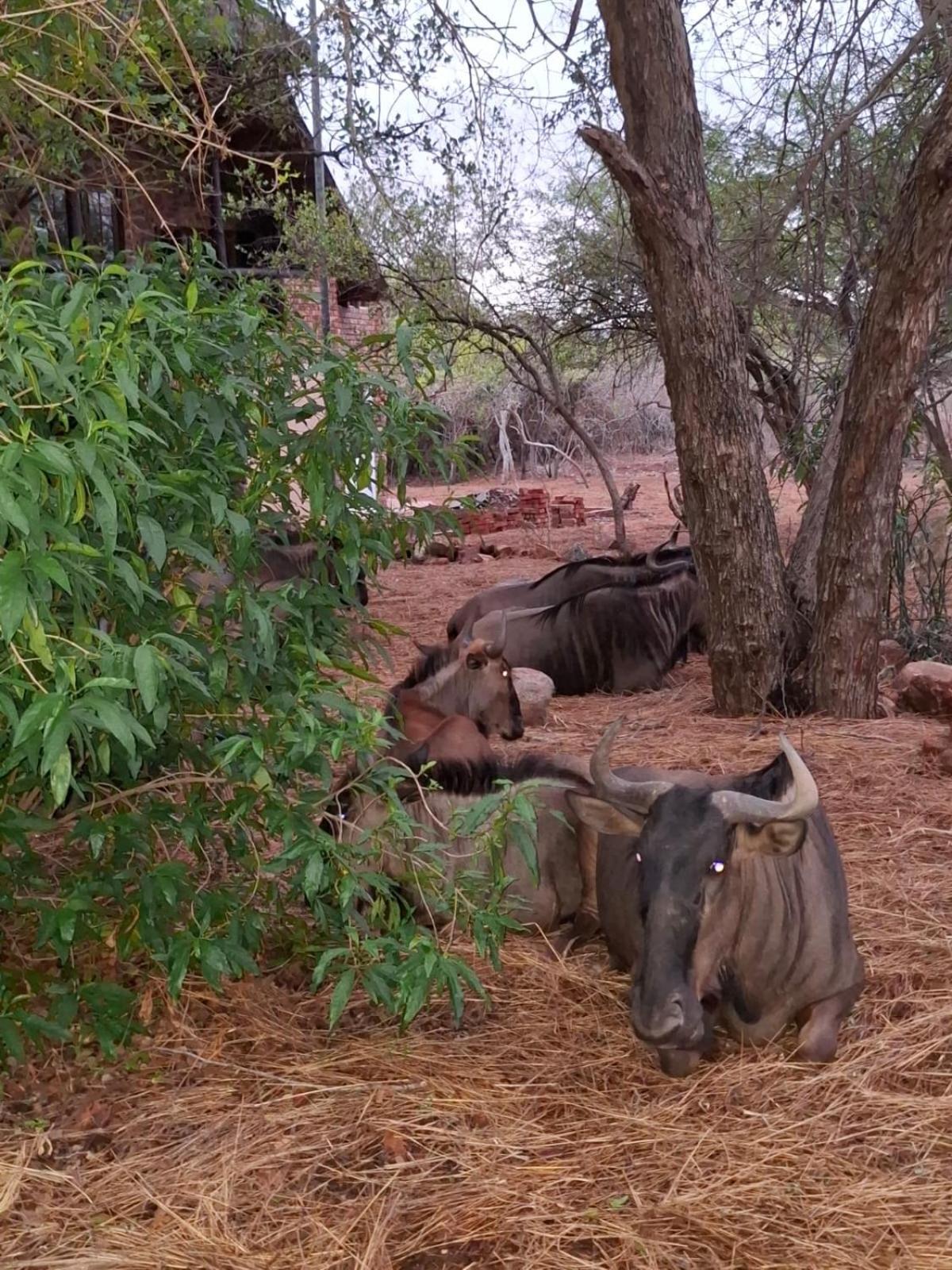 Kruger Riverside Lodge - No Load-Shedding Marloth Park Exteriér fotografie
