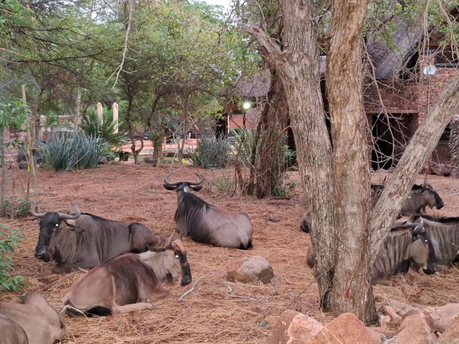 Kruger Riverside Lodge - No Load-Shedding Marloth Park Exteriér fotografie